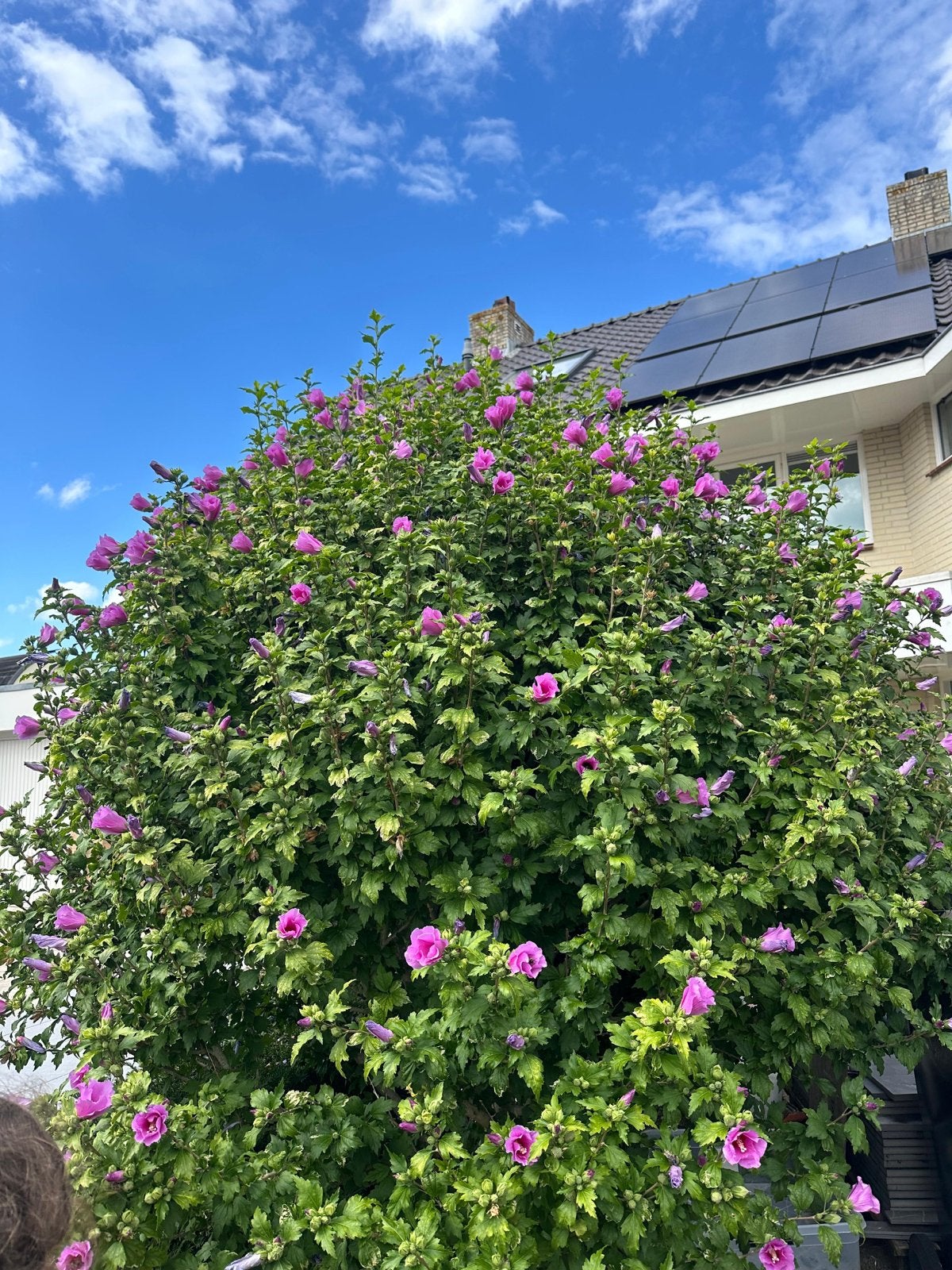 Grote Altheastruik (Hibiscus syriacus) 2x2,5 meter, 2 stamme, Ophalen, Overige soorten, Struik, 250 cm of meer