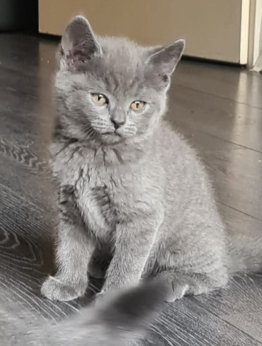 Britse korthaar tien weken, Kater