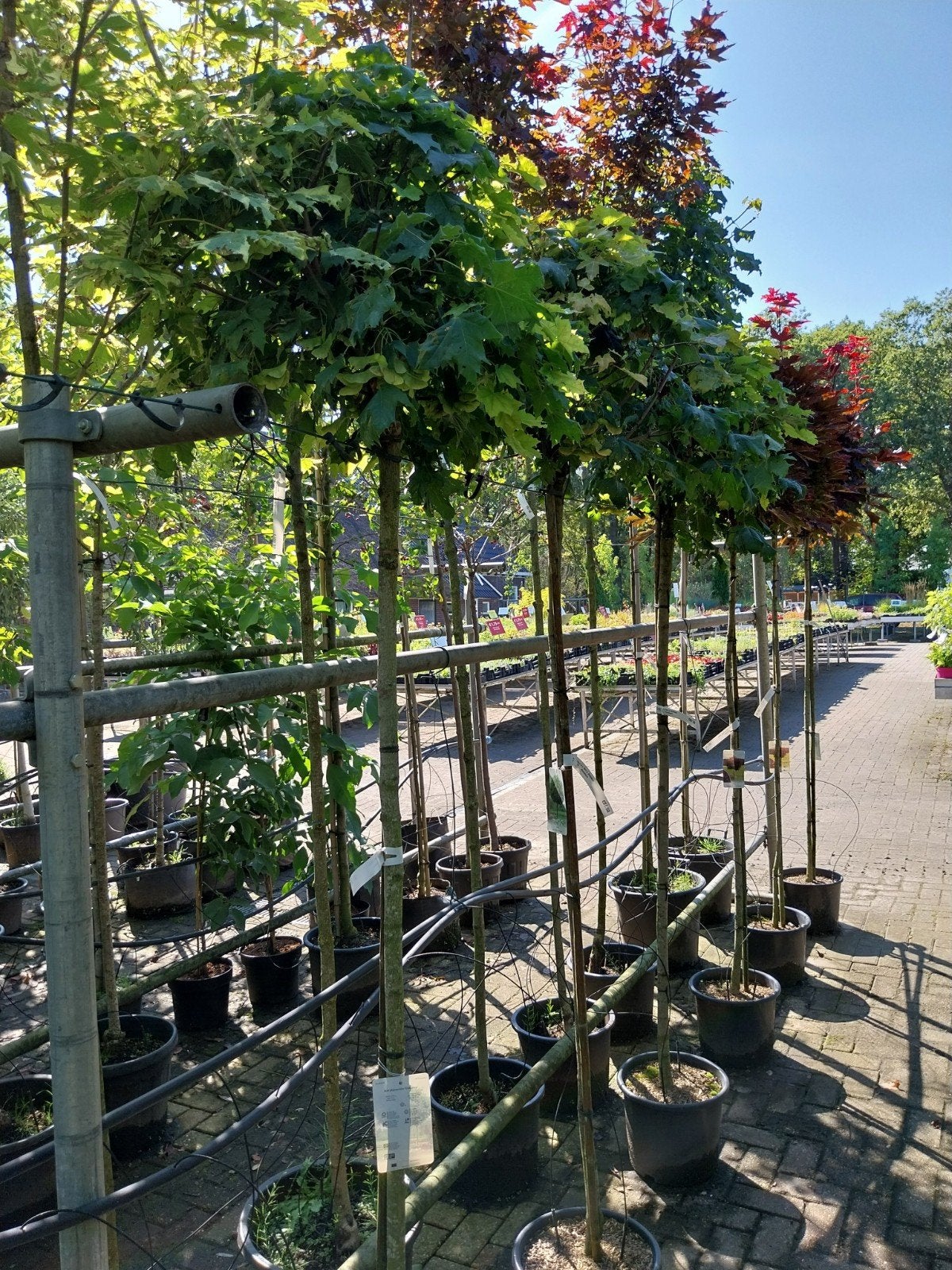 Acer platanoides 'Globosum' - Bol Esdoorn, Lente, 250 tot 400 cm, Ophalen, Volle zon