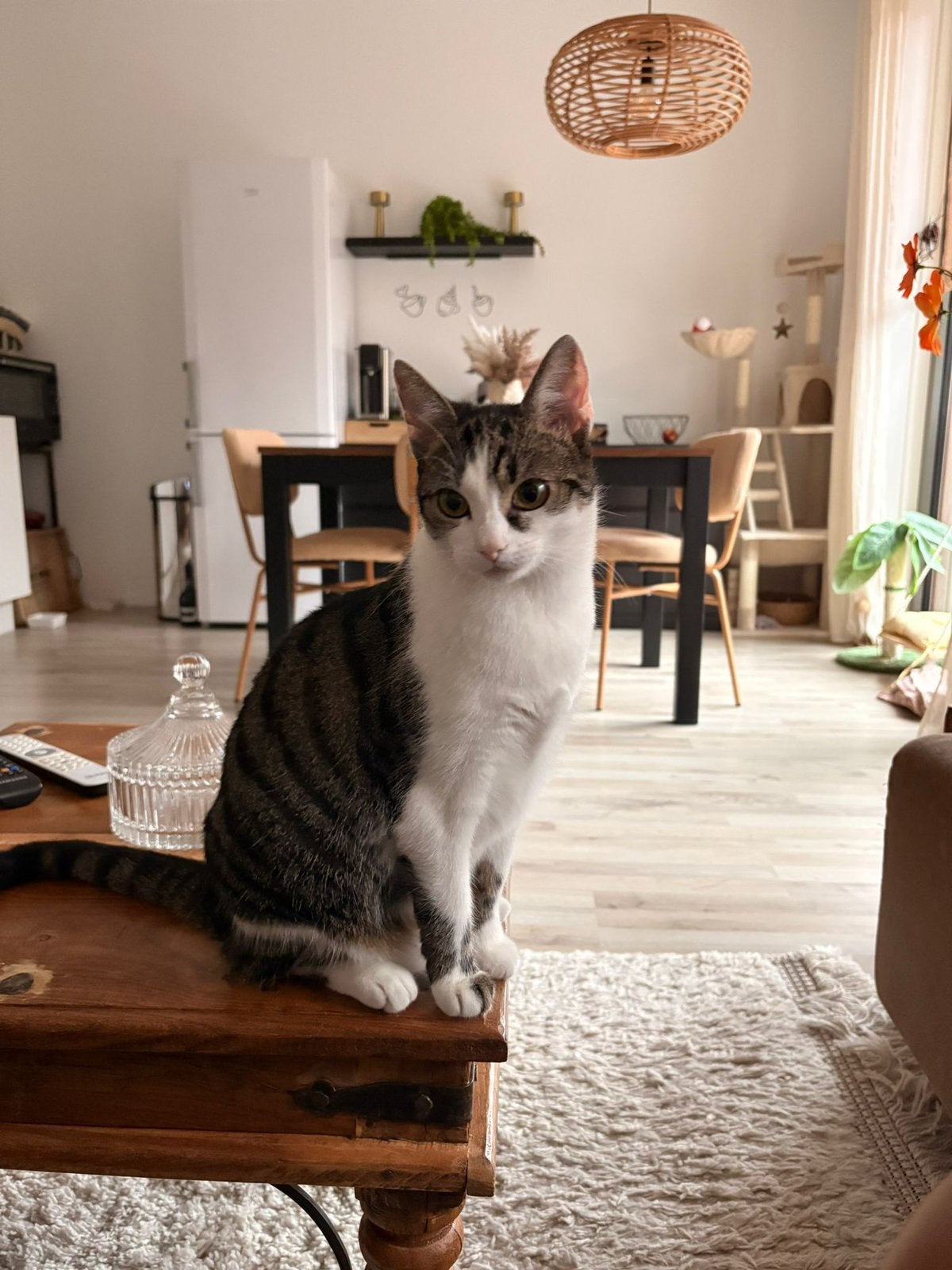 Energieke kat (vr) van 13 maanden., Dieren en Toebehoren, Poes, Kortharig, 0 tot 2 jaar
