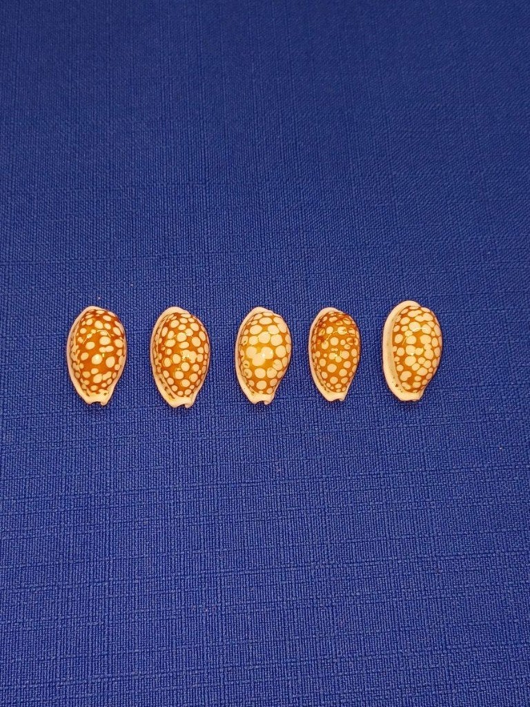 Schelpen, Cypraea cribraria, set van 5 stuks., Ophalen of Verzenden, Schelp(en)