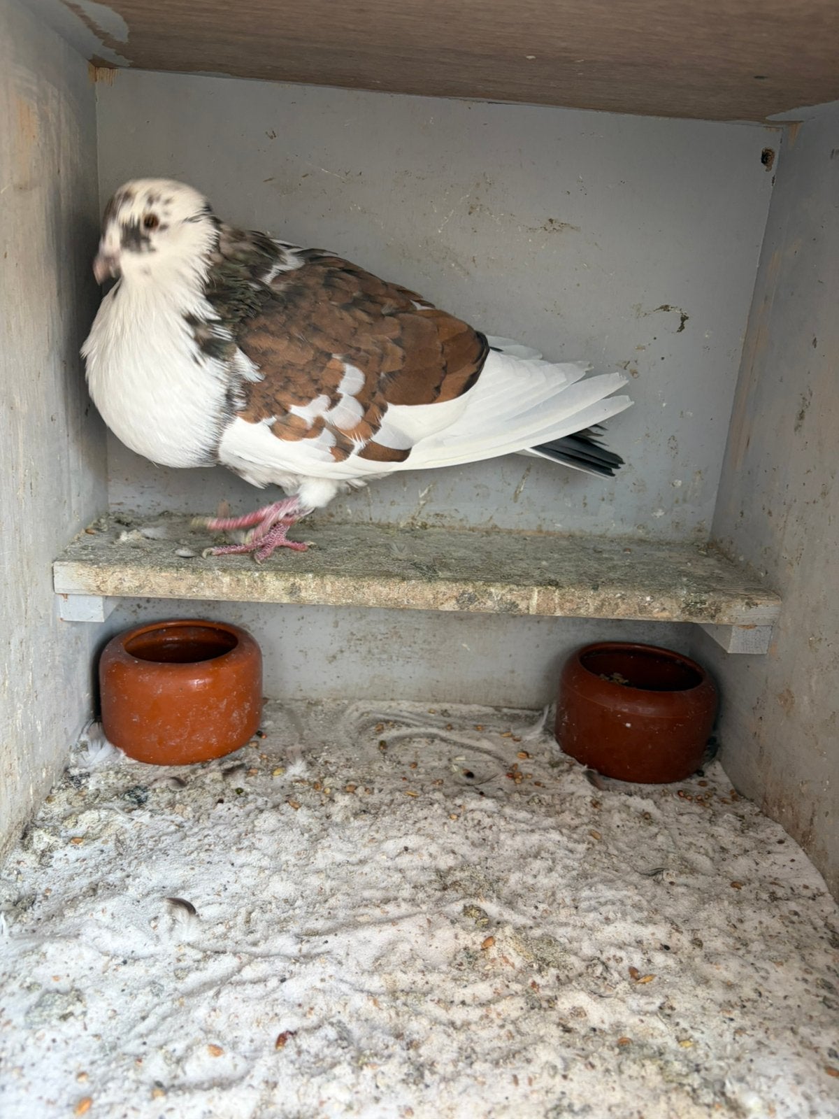 Oliebonte duif, Vrouwelijk, Kropper
