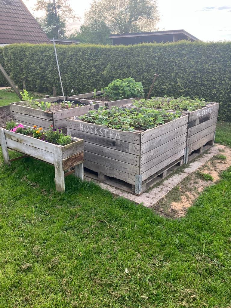 Kaapse kisten | fruit kisten | moestuin, Tuin en Terras, Ophalen