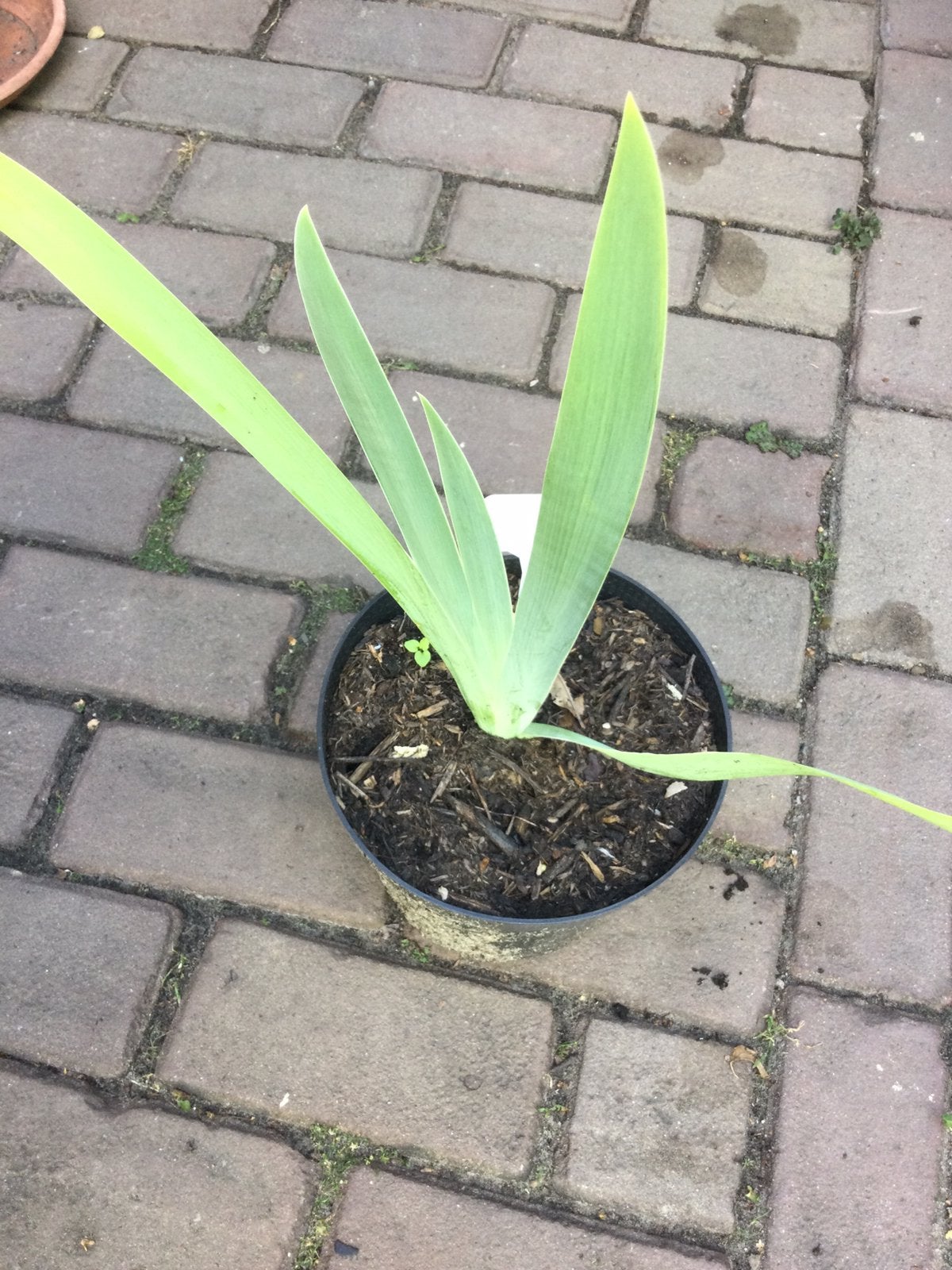 Iris, Ophalen of Verzenden, Overige soorten, Volle zon