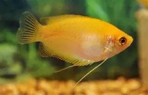 trichogaster chuna mary cold €4,95, Dieren en Toebehoren, ., Overige typen, Nieuw, Ophalen of Verzenden