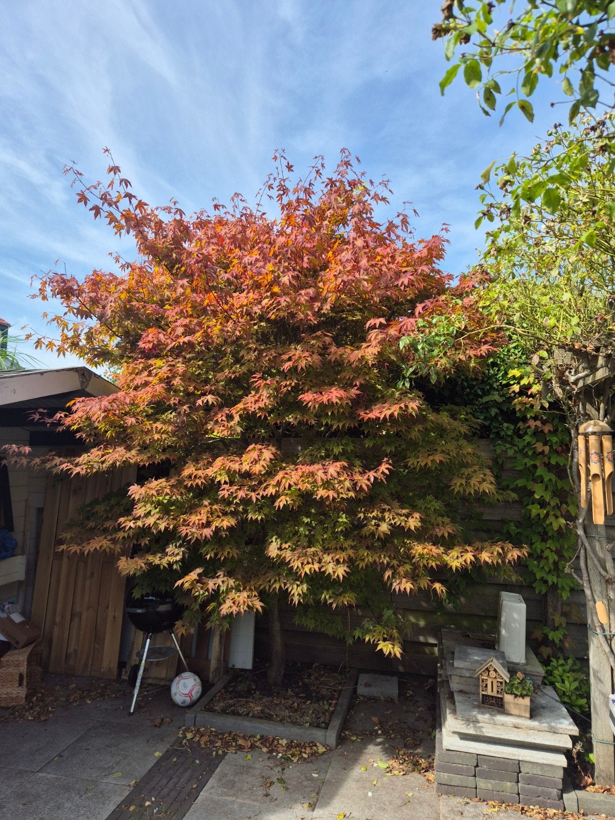 Grote Japanse esdoorn (Acer palmatum) - Zelf uitgraven, Ophalen, Halfschaduw, Overige soorten, Lente
