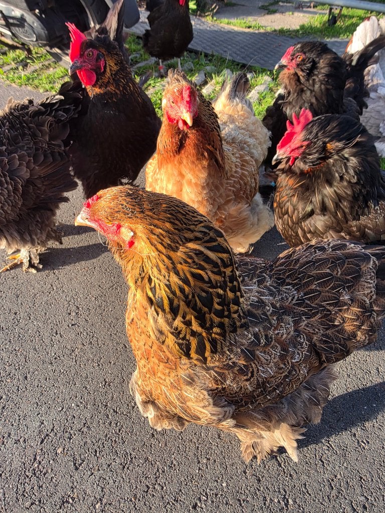2 hennen aan de leg met krulveer haan, Vrouwelijk, Kip