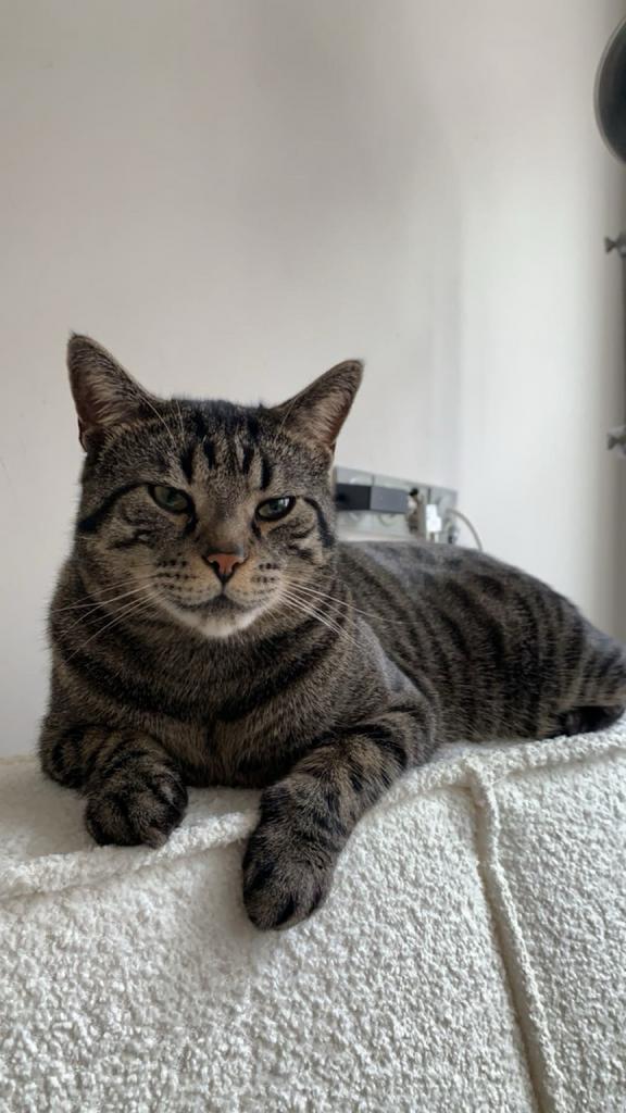 kat Milo (5 jaar) zoekt een nieuw thuis, Poes