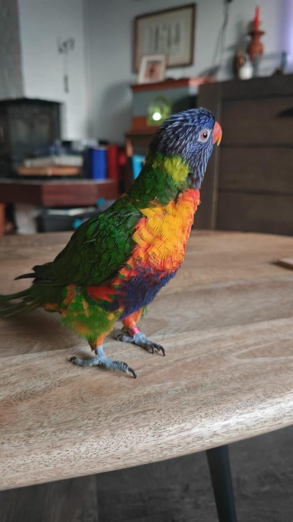 Lori van de Blauwe Bergen | Handtam | Incl. kooi & toebehore, Geslacht onbekend, Papegaai, Geringd