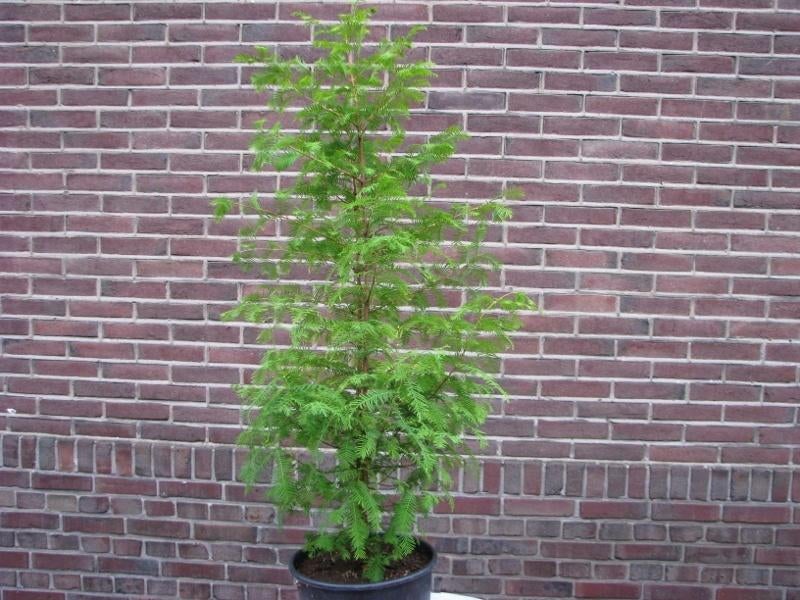 Watercipres  / Metasequoia glyptostroboides: 1 meter hoogte, Tuin en Terras, Planten | Bomen, Bloeit niet, Overige soorten, 100 tot 250 cm
