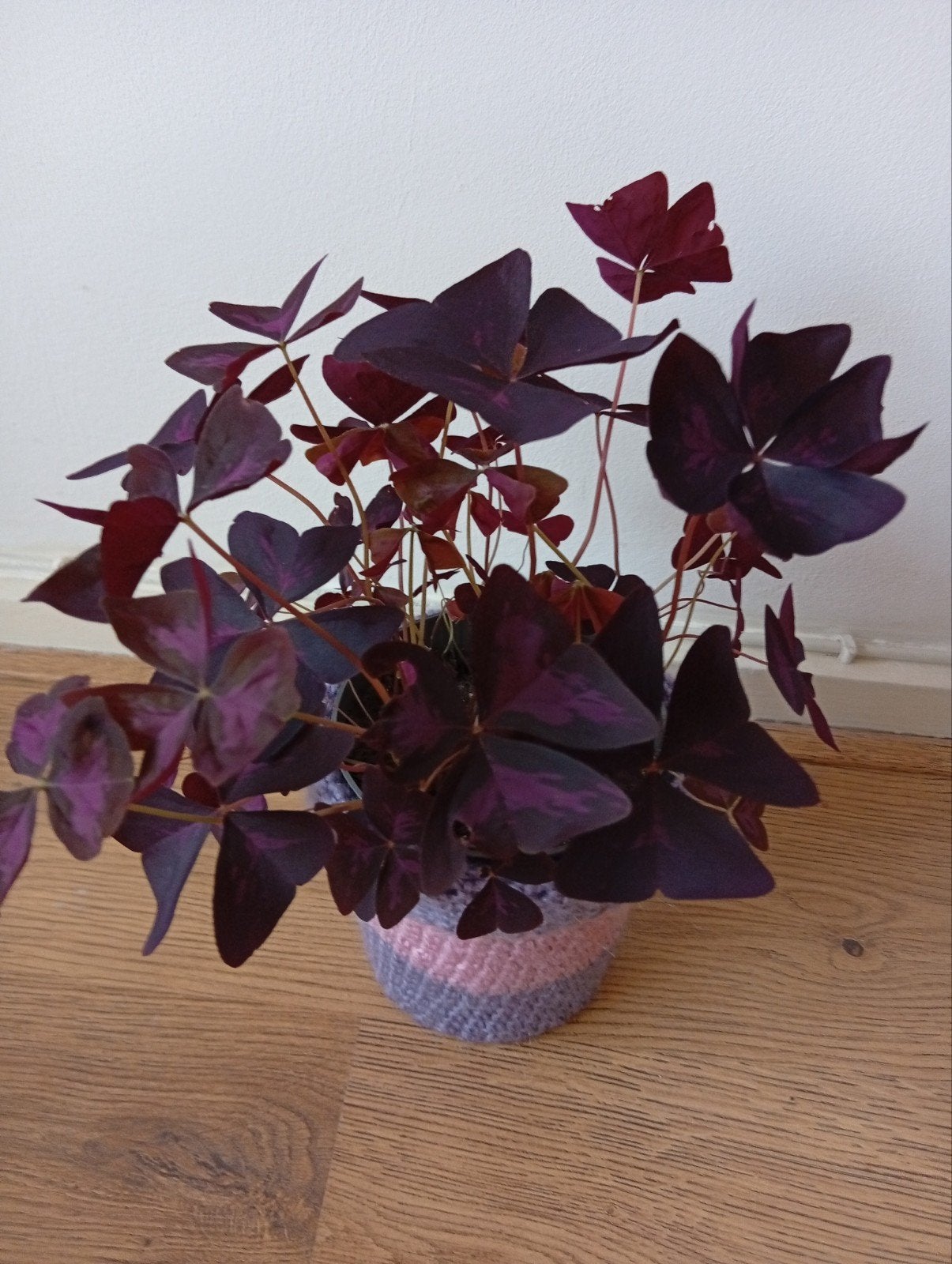 vlinder  plant ( Oxalis) ., Ophalen