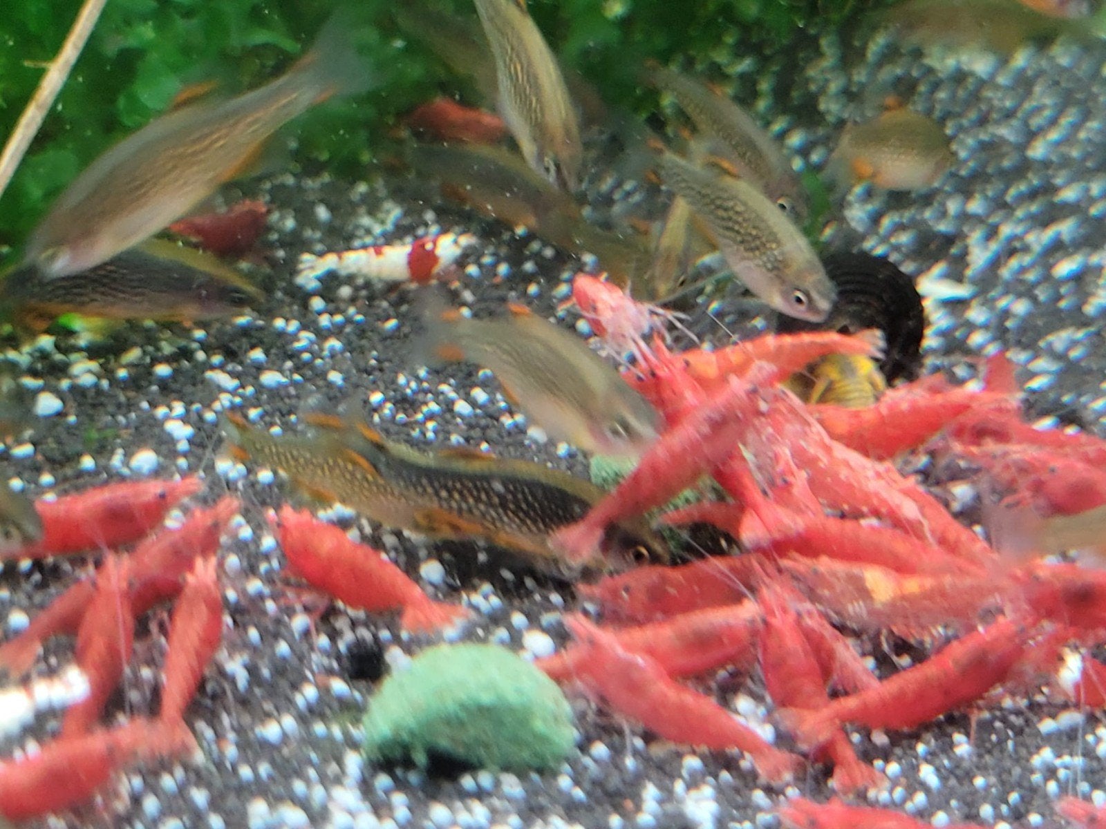 Hobbyaquarium Red Fire garnalen mooi op kleur, Kreeft, Krab of Garnaal, Zoetwatervis, Schoolvis
