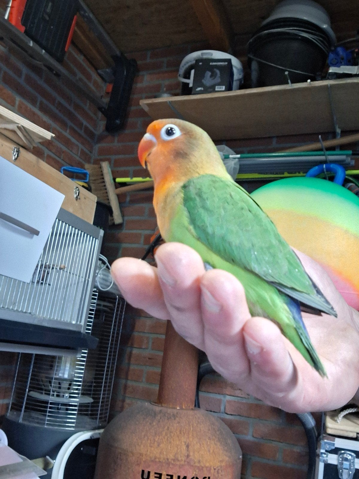 Agapornis fischeri, Dieren en Toebehoren, Meerdere dieren, Dwergpapegaai of Agapornis, Geringd