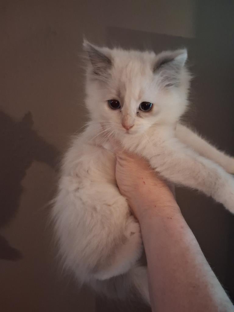 Ragdoll kittens, Meerdere dieren, Gechipt, 0 tot 2 jaar