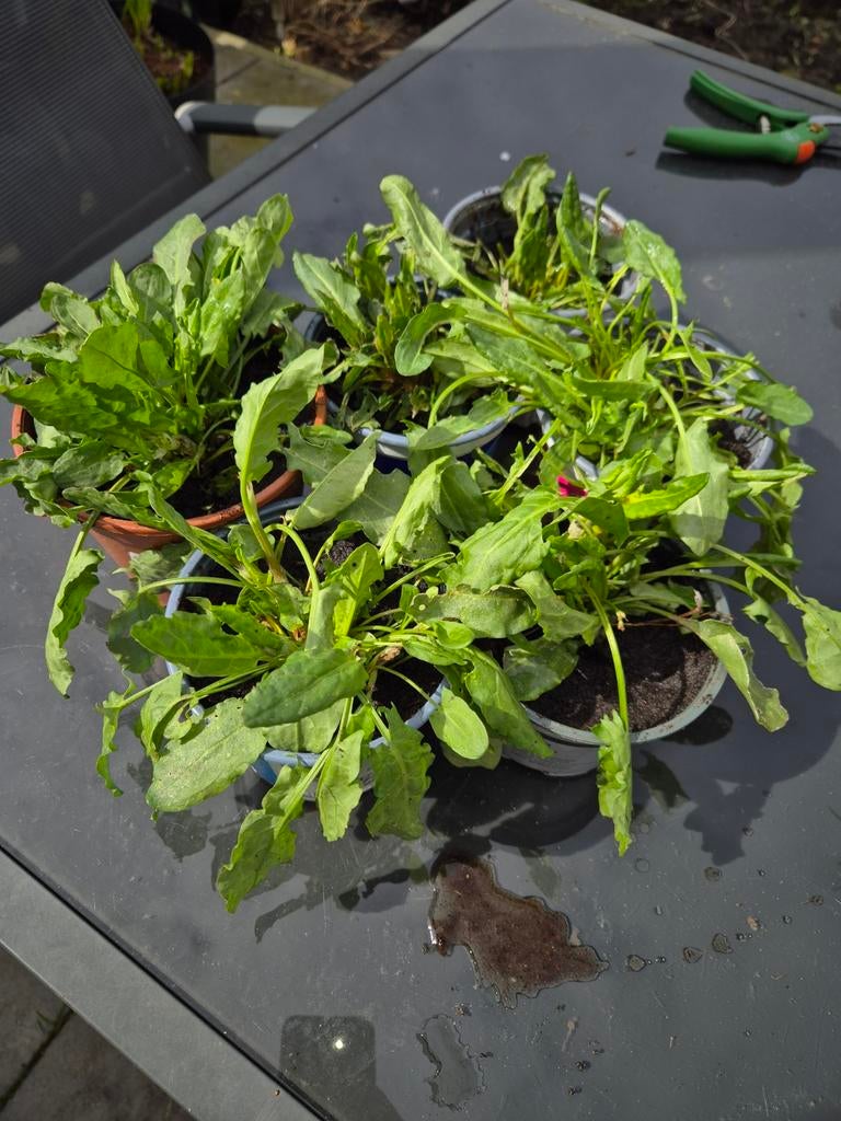 Zuring (Kuzukulagi) moestuin, Ophalen, Eenjarig, Groenteplanten, Volle zon
