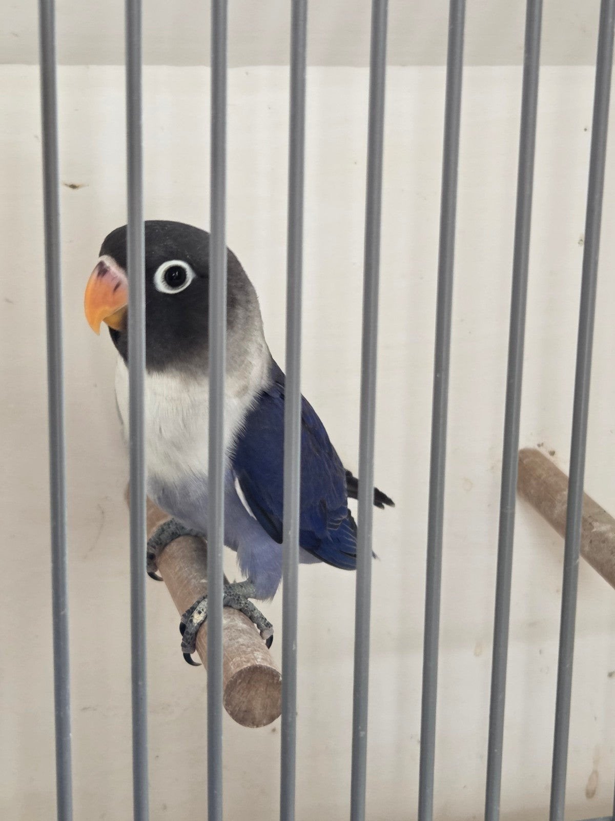 Df violet personatus, Dieren en Toebehoren, Geslacht onbekend, Geringd