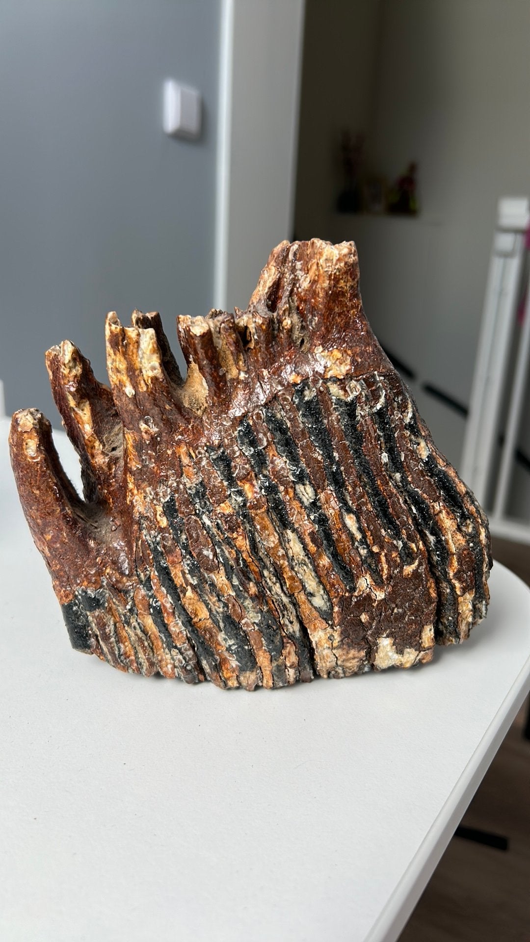 Mammoet Kies, Verzamelen, Mineralen en Fossielen, Ophalen of Verzenden, Fossiel