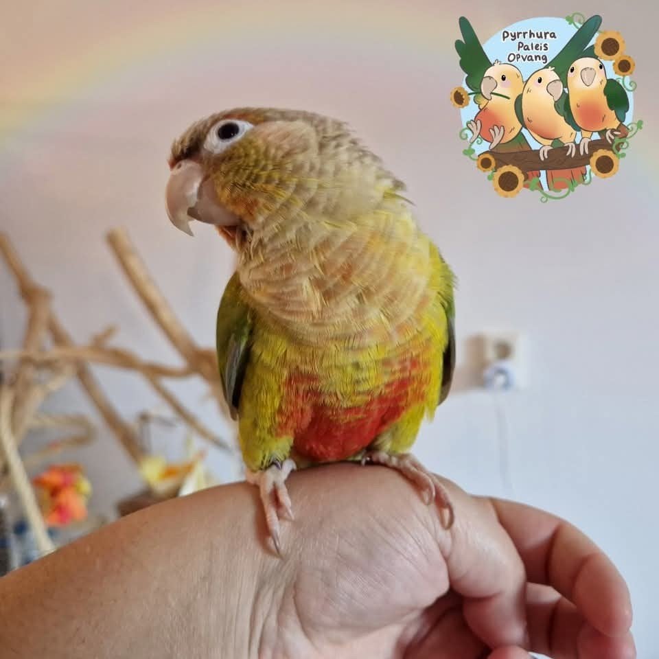 Vogel opvang!