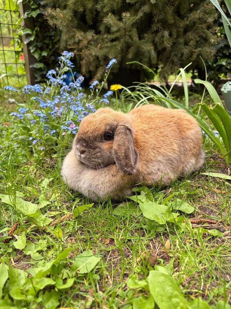 Gezocht: Synopet voor konijn, Dieren en Toebehoren, Konijnen, Geslacht onbekend, Dwerg