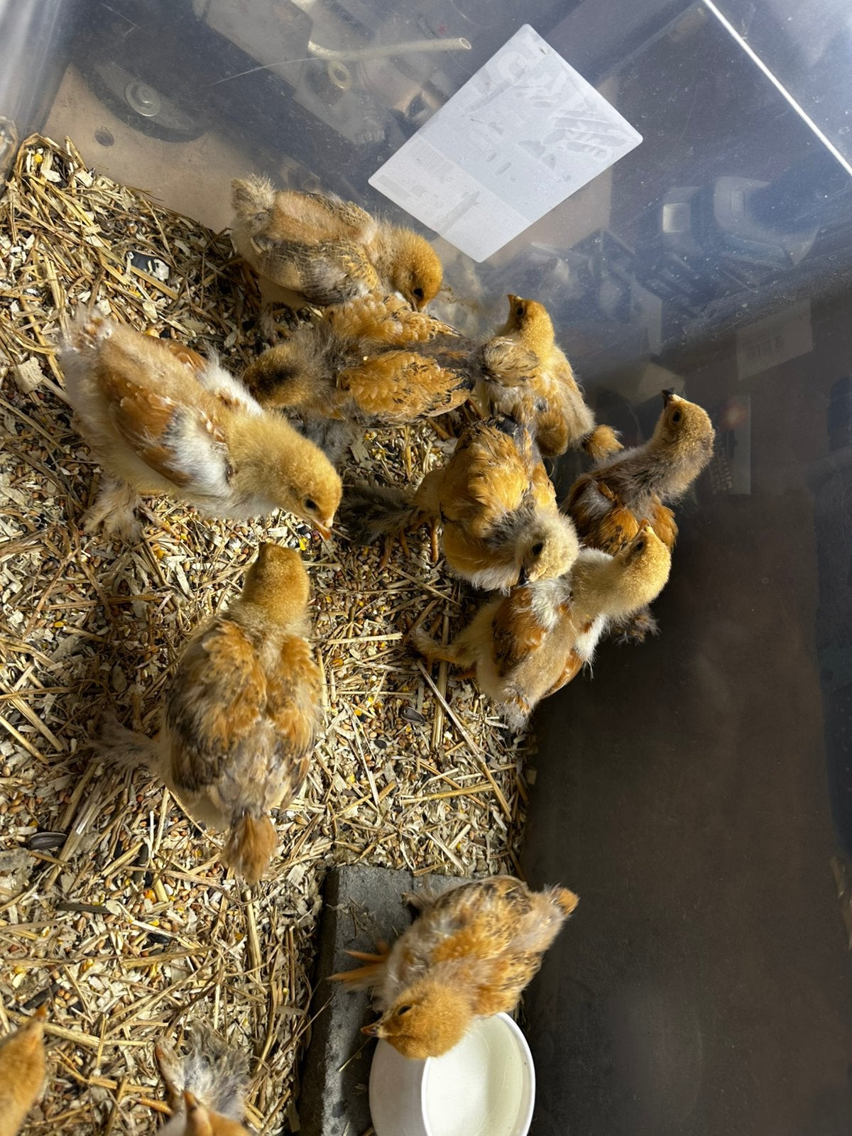 Brahma Buff Kippen en kuikens, Dieren en Toebehoren, Vogels | Overige Vogels, Meerdere dieren, Tam
