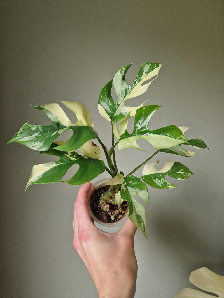 Monstera Rhaphidophora Tetrasperma variegata, Ophalen of Verzenden, Halfschaduw, Minder dan 100 cm