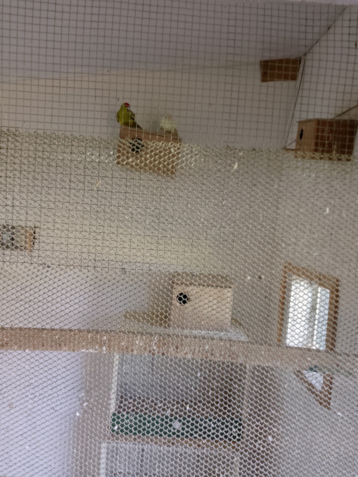 Kakariki, Meerdere dieren, Geringd