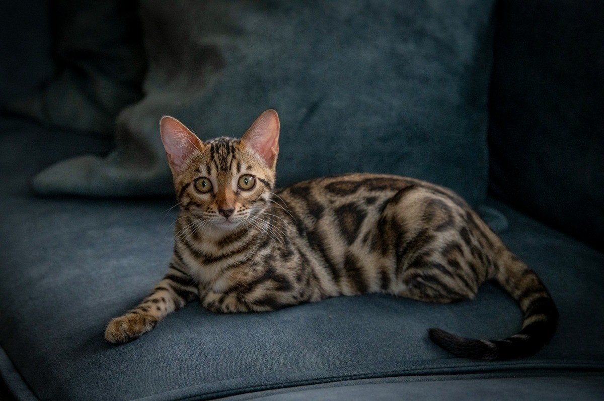 Raszuivere Bengaals poesje met Stamboom, Poes, Met stamboom, 0 tot 2 jaar