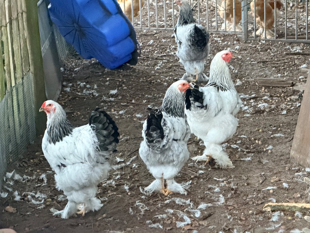 Brahma, Dieren en Toebehoren, Pluimvee, Mannelijk, Kip
