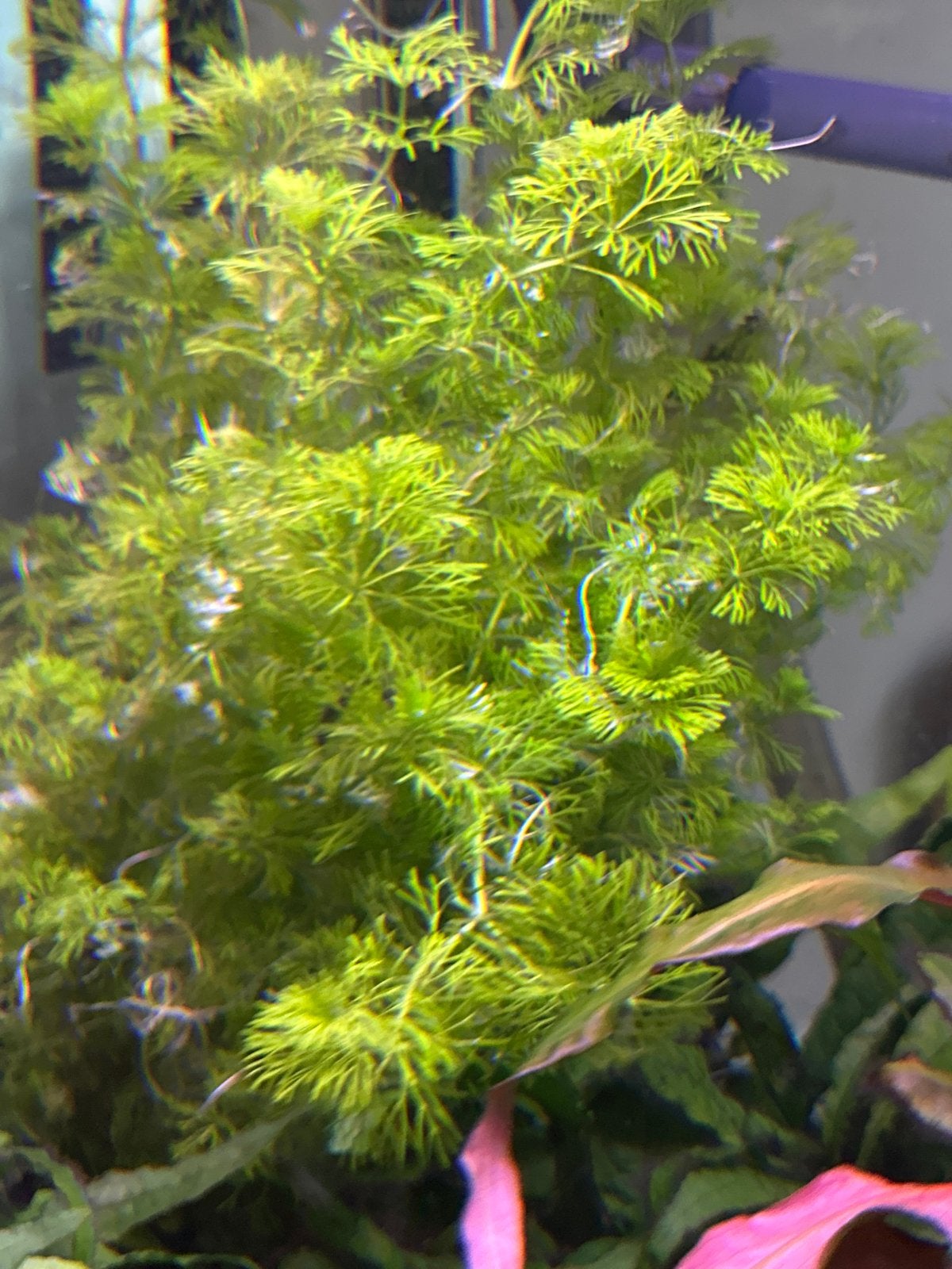 Diverse stekjes van aquariumplantjes, Dieren en Toebehoren, Ophalen of Verzenden, Gebruikt, Plant(en), Steen of Hout