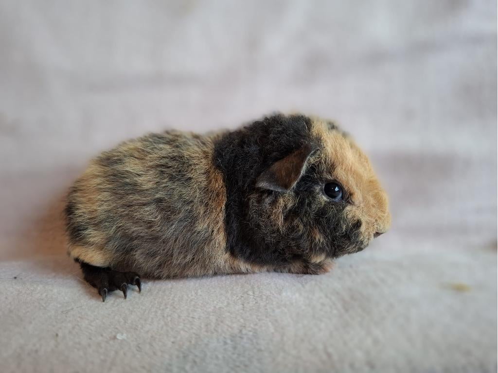 Mooie us teddy cavia's te koop, Cavia, April, Mannelijk, Tam