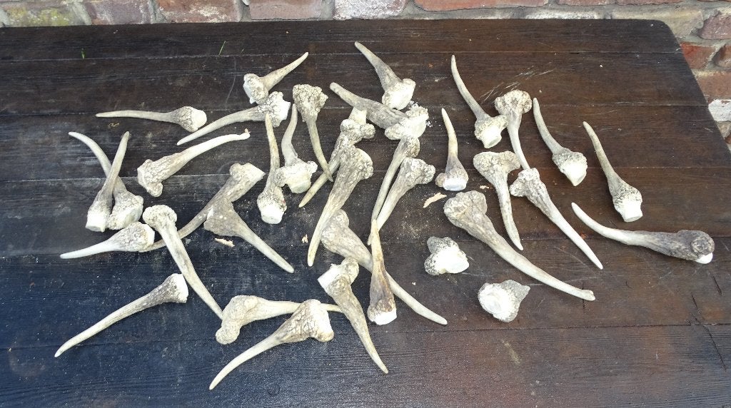 kleine vergroeide misvormde geweien geweitjes van ree, Ophalen