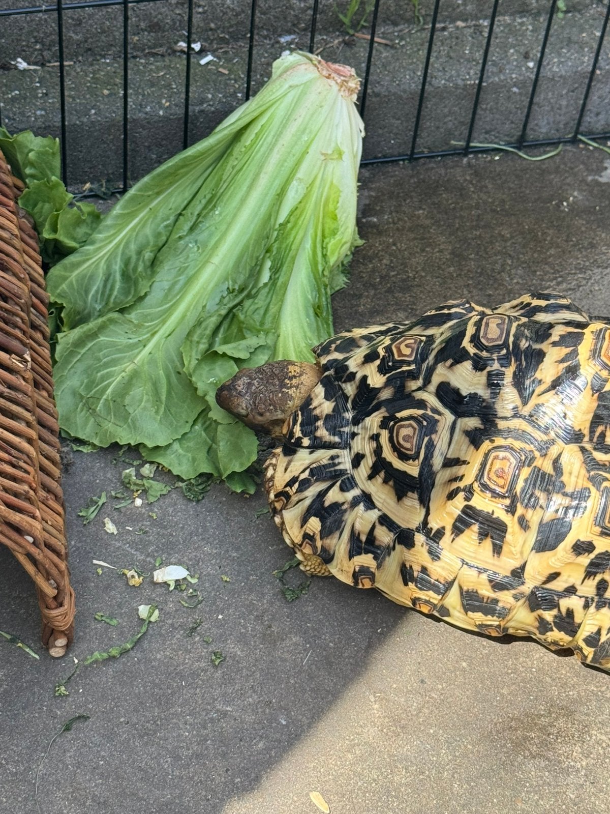 Mooie grote pardalis luipaard landschildpad, Dieren en Toebehoren, Schildpad, Tam, 3 tot 6 jaar