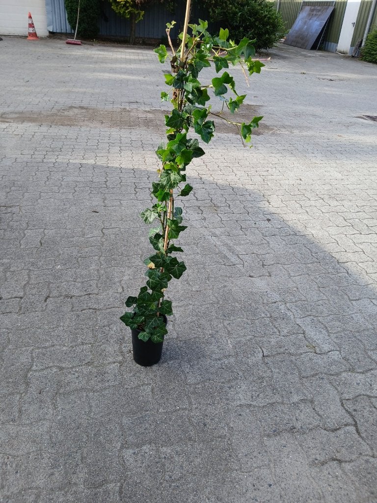 Hedera hibernica 100-125cm (klimop), Vaste plant, Bloeit niet, Halfschaduw, Ophalen