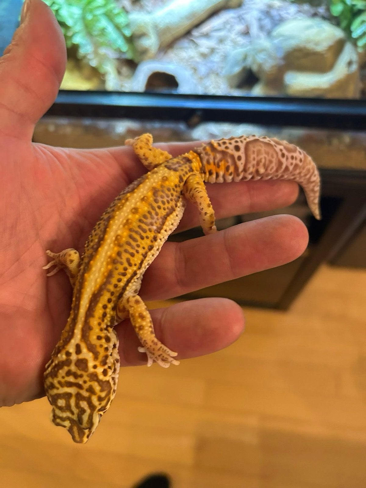 Luipaardgekko Stripe / Reverse Stripe - Tangerine / Mandarin Leopard Gecko photo 2