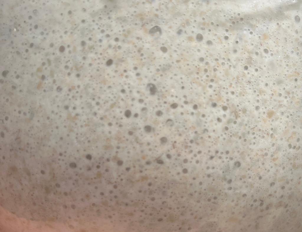 Gezellig bubbelende biologische zuurdesemstarter, Ophalen