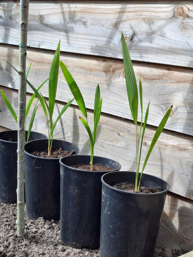 Trachycarpus fortunei palm stekjes - 2 jaar oud, Tuin en Terras, Planten | Tuinplanten, Ophalen of Verzenden