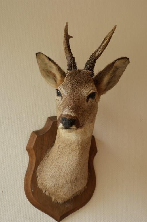 Taxidermie Opgezette Reeënkop met gewei, Ophalen of Verzenden, Zo goed als nieuw, Hert, Gewei of Kop