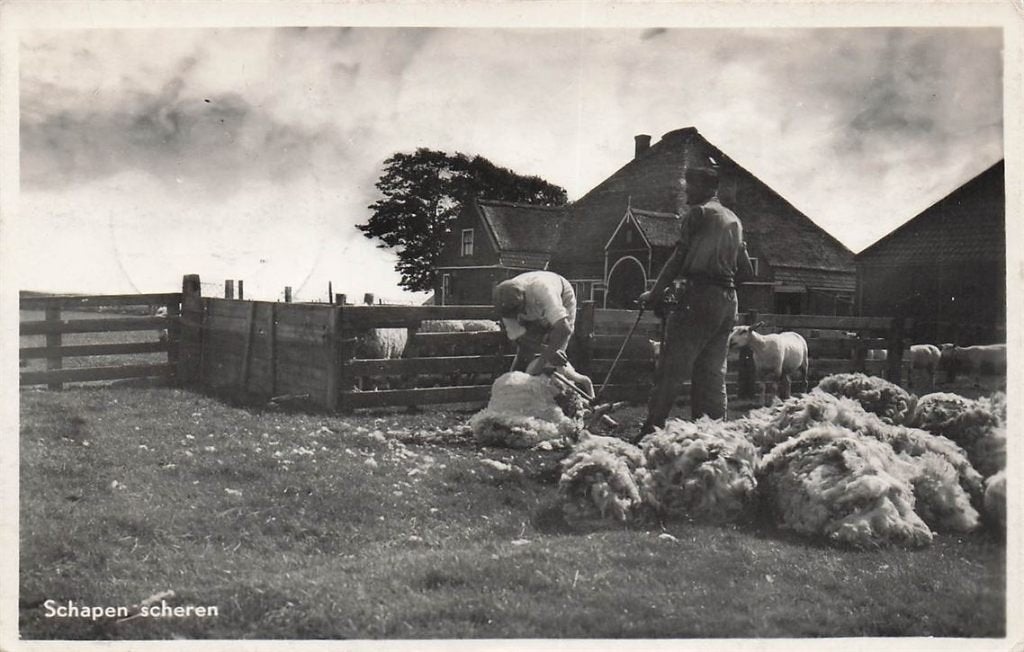702-480-031 Schapen Scheren Groeten Uit Texel, Verzamelen, Ansichtkaarten | Nederland, Noord-Holland, Voor 1920, Verzenden