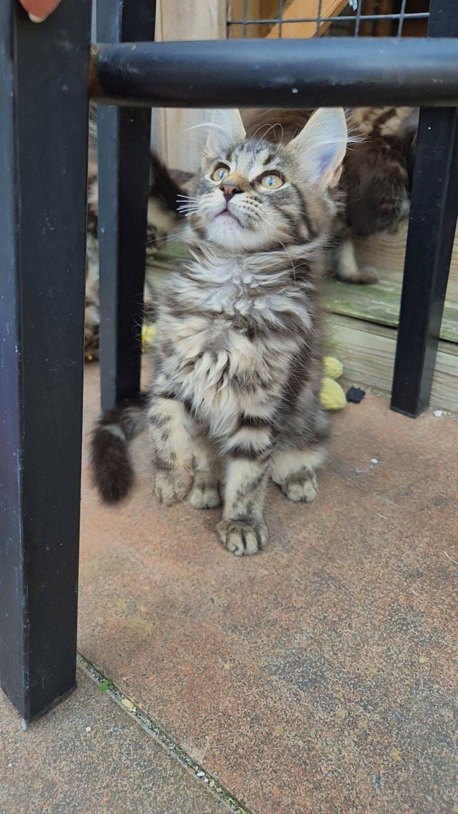 Nog 2 poesjes!!prachtige maine coon kittens met stamboom, Meerdere dieren, Met stamboom, 0 tot 2 jaar