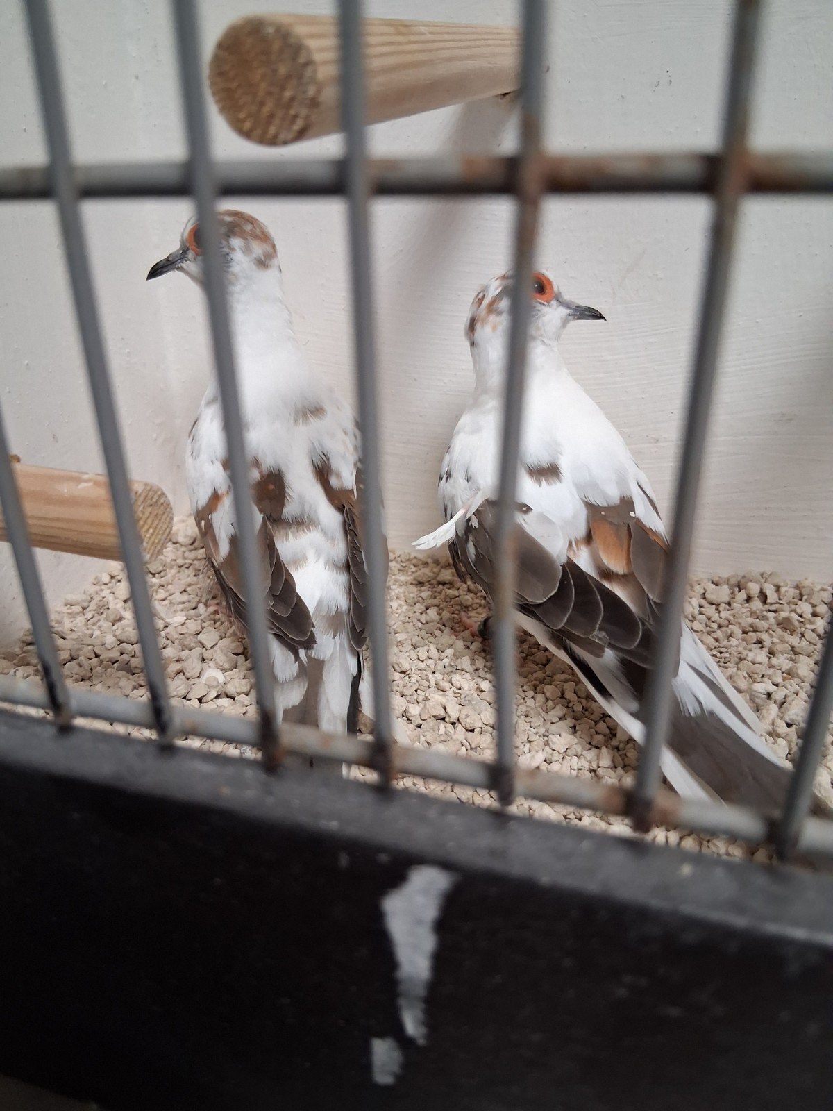 Mooi koppel bonte diamantduifjes, Meerdere dieren