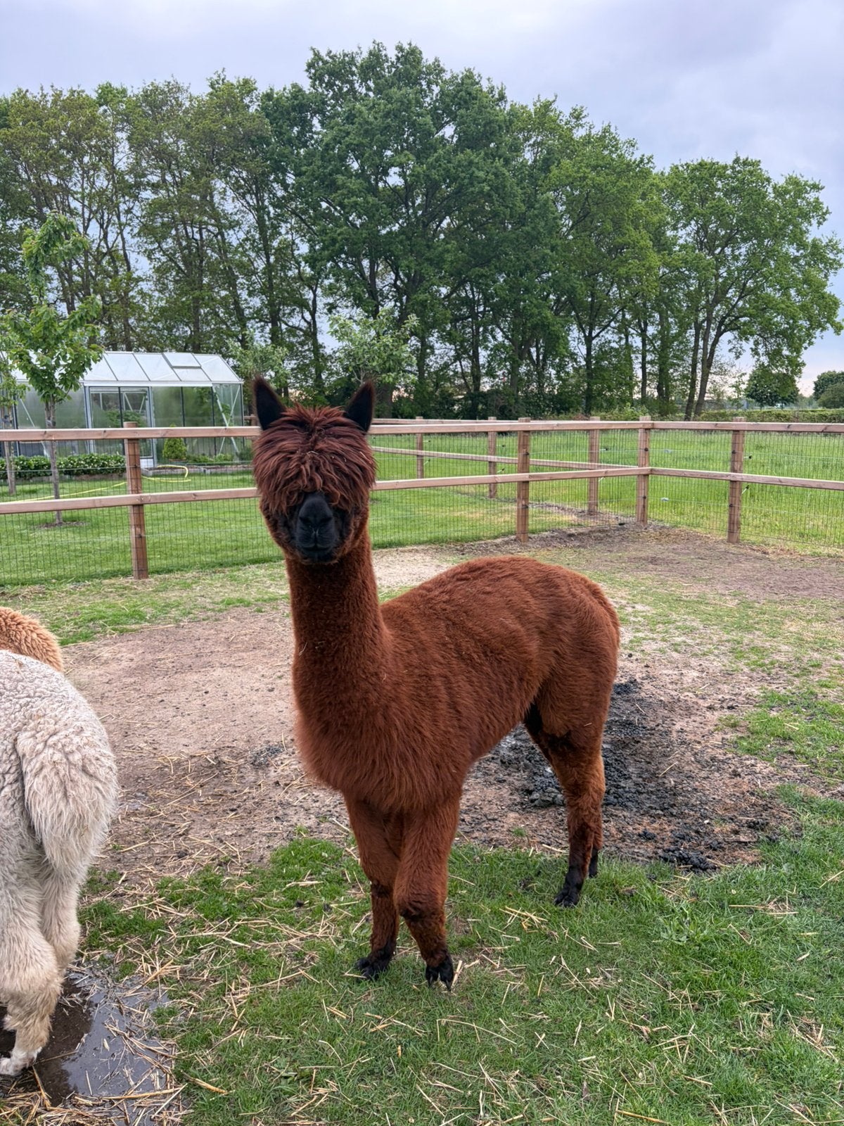 Alpaca merrie te koop, Augustus, Vrouwelijk