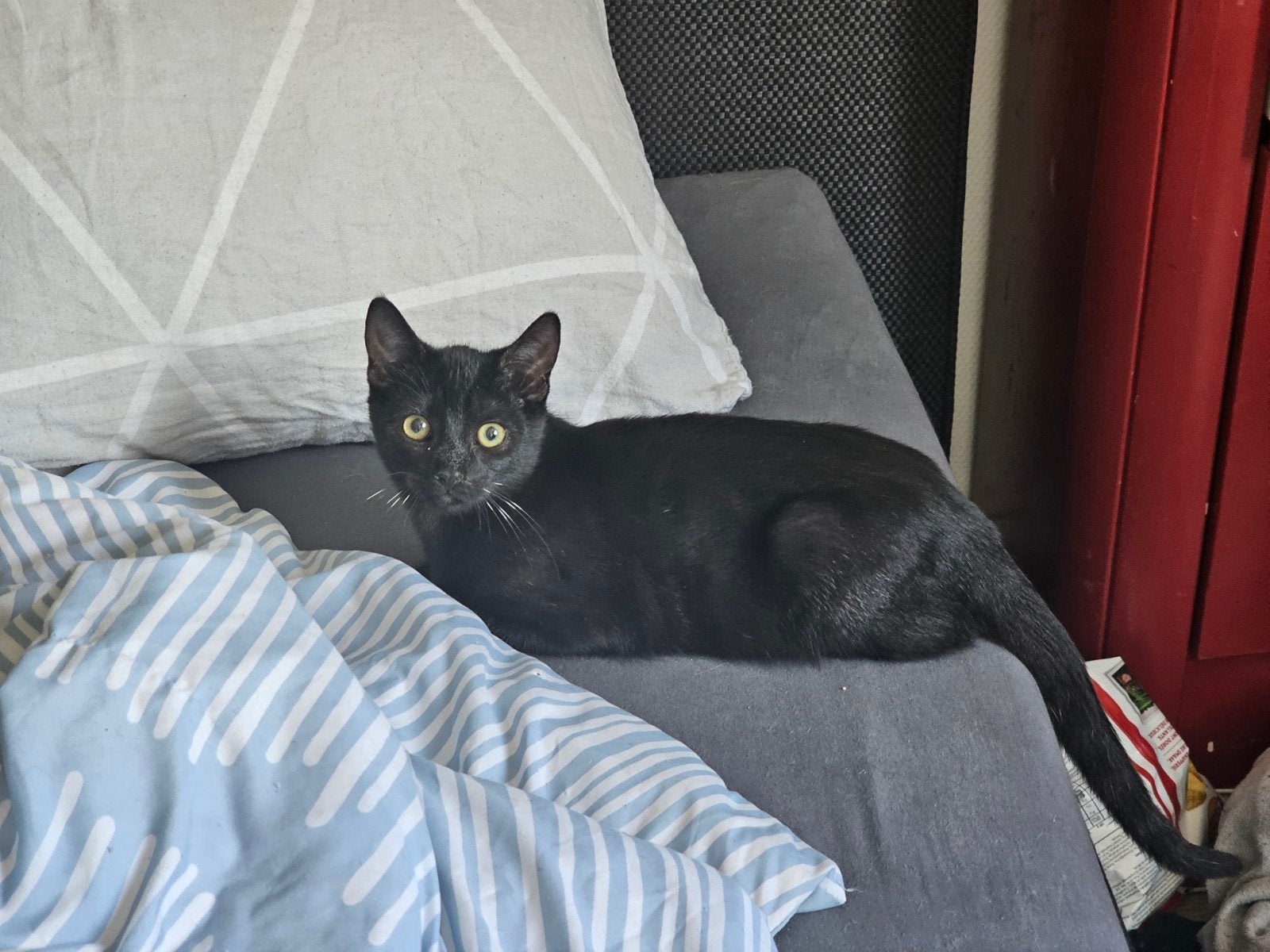 lieve (puber) kittens, Dieren en Toebehoren, Kater, Kortharig, 0 tot 2 jaar