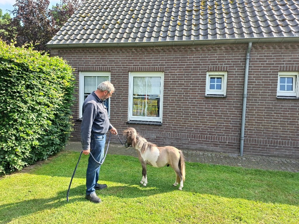 Zeer mooi mini paardje, Dieren en Toebehoren, Niet van toepassing, 0 tot 2 jaar, Hengst, A pony (tot 1.17m)