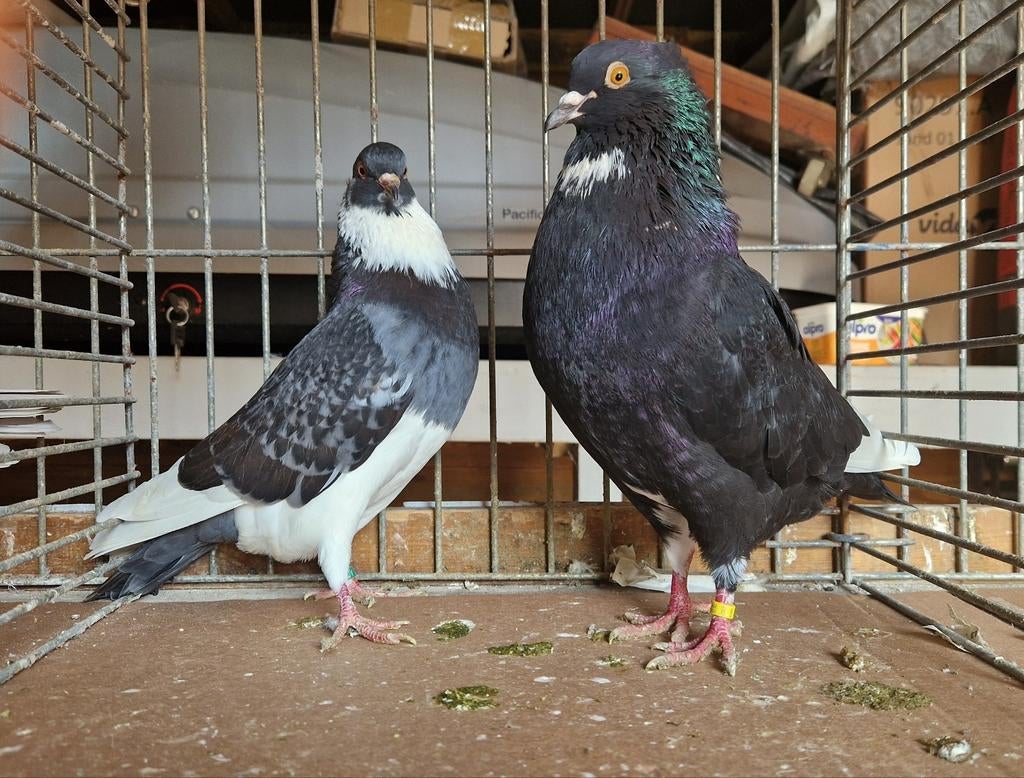 Belgische ringslagers, Dieren en Toebehoren, Meerdere dieren, Overige soorten