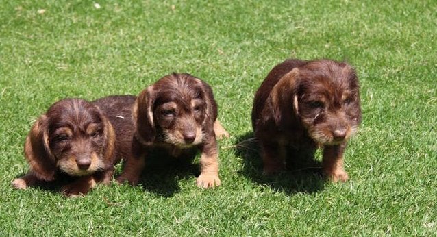 Prachtige ruwharige dwerg teckel pups, Parvo, Nederland, 8 tot 15 weken, Dwerg