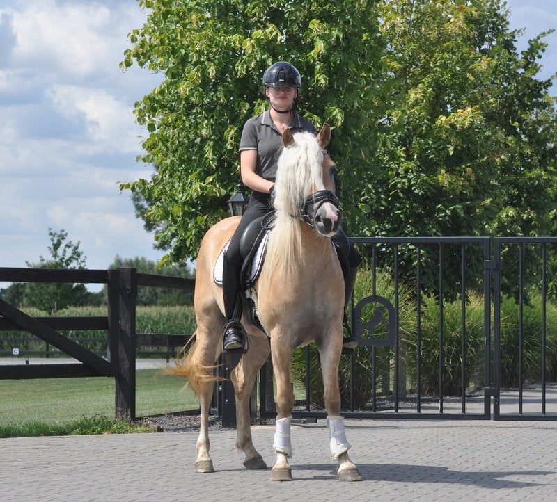 3 jarige brave haflinger merrie, Merrie, Met stamboom, Zadelmak, 3 tot 6 jaar
