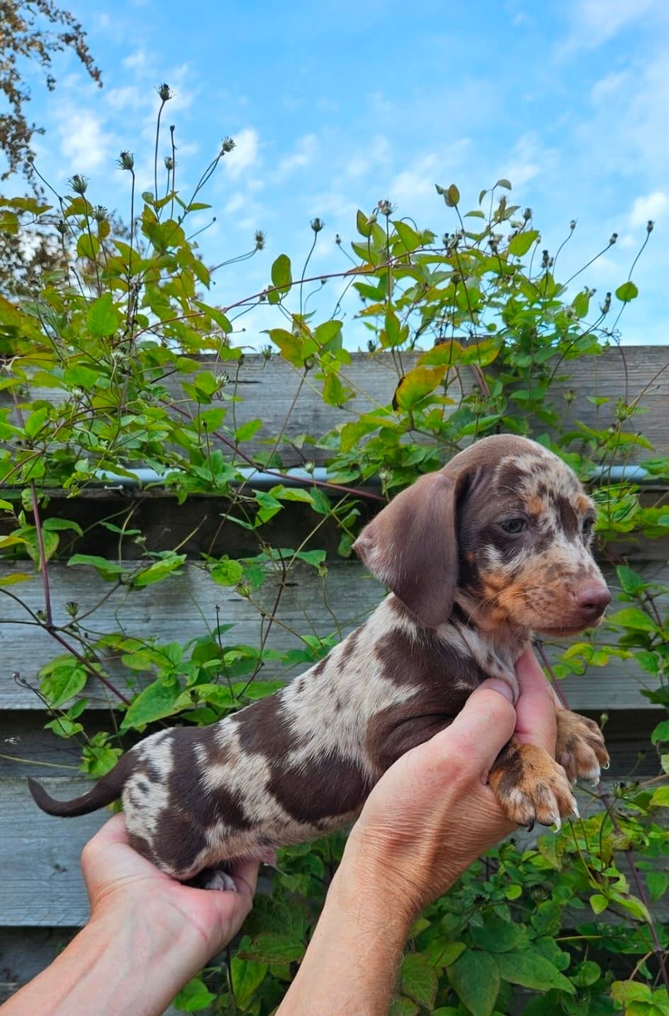 dwerg teckel pups dwergteckel pups, Dieren en Toebehoren, Honden | Teckels en Dashonden, 8 tot 15 weken, Dwerg, Meerdere, Meerdere dieren