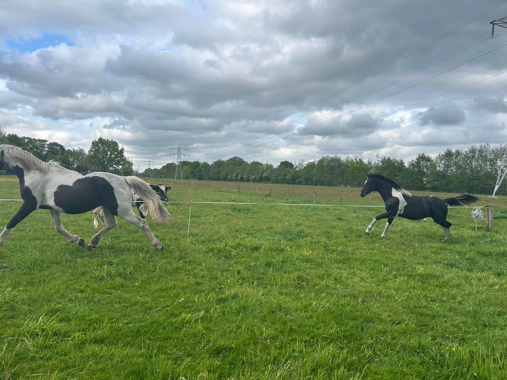 Zwartbonte Barock-pinto hengstenveulen van 1 jaar oud, Dieren en Toebehoren, Paarden, Hengst, Gechipt, 0 tot 2 jaar
