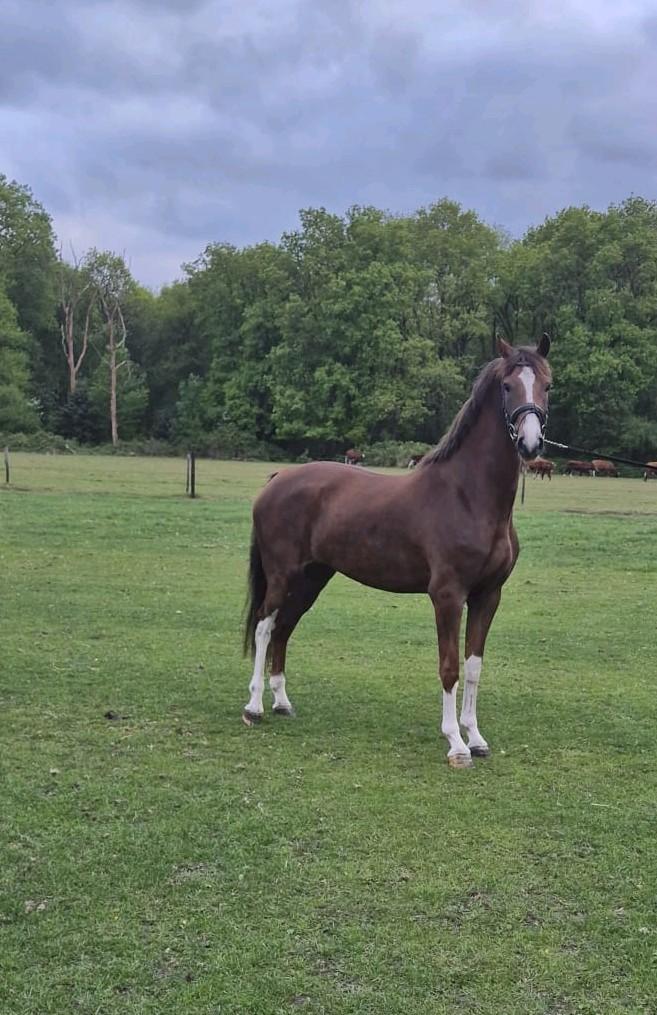 3 Jarige KWPN merrie, Dieren en Toebehoren, Paarden, Merrie, Met stamboom, 3 tot 6 jaar