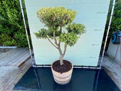 Olijfboom Pon-Pon - Olea Europea - stamomvang 20-25 cm, Ophalen of Verzenden, 100 tot 250 cm, Olijfboom, Zomer